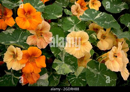 Tropaeolum majus «Alaska Salmon» et «Apricot» nasturtium Alaska Salmon et Apricot Banque D'Images