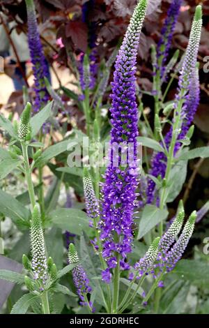 Veronica longifolia jardin ‘mariette’ speedwell Mariette – ratons laveurs longs et pointés de fleurs violettes noires densément tassées sur de grandes tiges, juillet, Angleterre, Royaume-Uni Banque D'Images