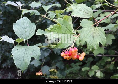 Viburnum opulus guelder rose – grappes à tiges de baies rouges orange rondes brillantes et de feuilles lobées, juillet, Angleterre, Royaume-Uni Banque D'Images