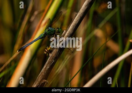 Erythemis simplicollis, un mâle de l'est de Pondhawk Dragonfly Banque D'Images