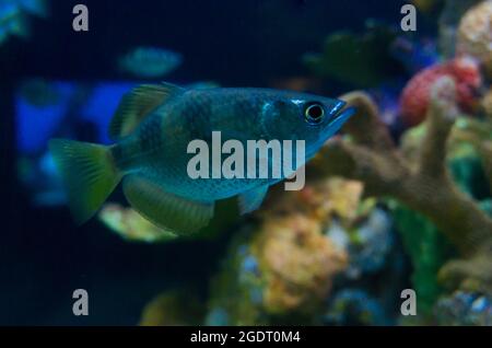 Poissons d'eau salée dans un aquarium Banque D'Images