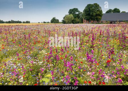 Pays-Bas, Warffum, fleurs sauvages pour l'enrichissement du sol. Ferme. Banque D'Images