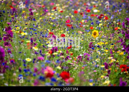Pays-Bas, Warffum, fleurs sauvages pour l'enrichissement du sol. Banque D'Images
