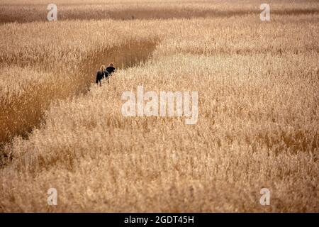 Pays-Bas, Nieuwe Statenzijl, estuaire de Dollard, géré par Het Groninger Landschap. Randonneurs sur le sentier de Marcelluspad dans les champs de roseaux. Banque D'Images