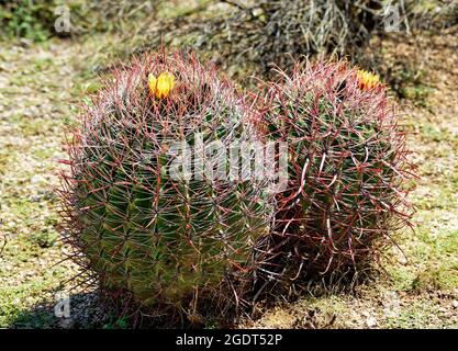 Barrel Cactus Blooming dans le désert Banque D'Images