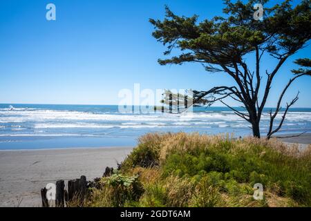 arbre solitaire sur les falaises d'herbe de l'océan pacifique à kalaloch lodge Banque D'Images