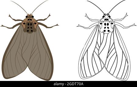 Illustration réaliste de Moth ou Butterfly. Isolé sur fond blanc. Insectes bous vers parasites et mouches. Illustration de Vecteur