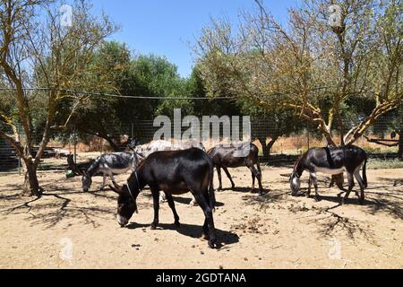 Âne au Donkey Sanctuary, Crète, Grèce Banque D'Images