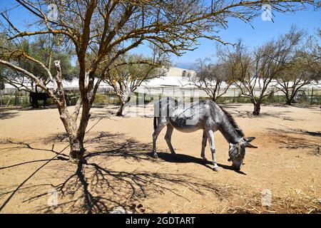 Âne au Donkey Sanctuary, Crète, Grèce Banque D'Images