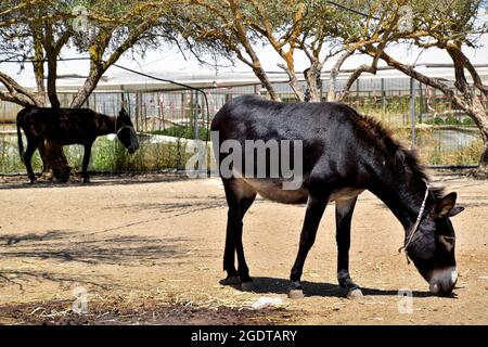 Âne au Donkey Sanctuary, Crète, Grèce Banque D'Images