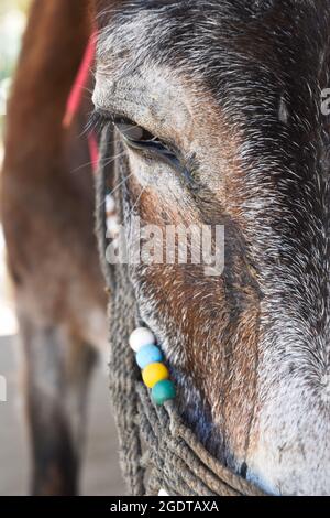 Gros plan sur un âne, Crète, Grèce Banque D'Images