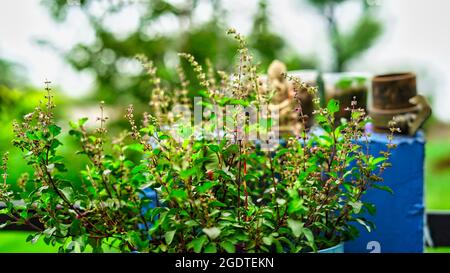 Plante de Tulsi ou d'Ocimum tenuiflorum sanctum. Beaucoup de sous-arbustes ramifiés, de 30 à 60 cm de hauteur avec des tiges poilues, les feuilles sont des légumes verts qui fleurissent dans le jardin Banque D'Images