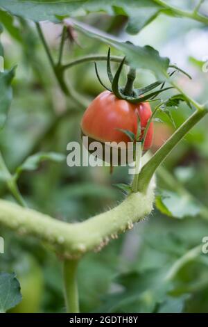 Les symptômes de la pourriture finale des fleurs sur les fruits de tomate. Tomates malades. Vertex Rot. Non infectieuse Banque D'Images