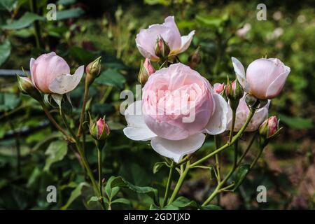 Une belle beauté douce de la rose de Rosemoawr entourée de bourgeons, un peu plus mauvais pour porter en août mais encore charmant. Jardin de roses au Mont Edgcumbe P. Banque D'Images