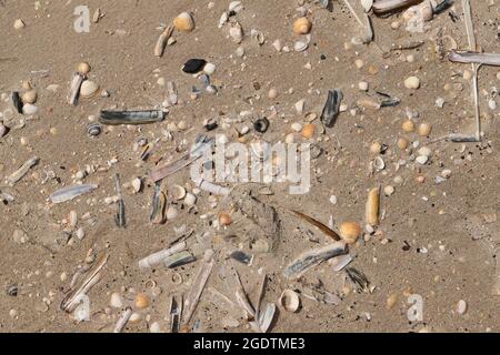 Diverses moules sur la plage de la mer du Nord au Danemark Banque D'Images