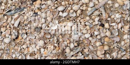 Diverses moules sur la plage de la mer du Nord au Danemark Banque D'Images