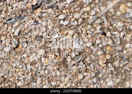 Diverses moules sur la plage de la mer du Nord au Danemark Banque D'Images