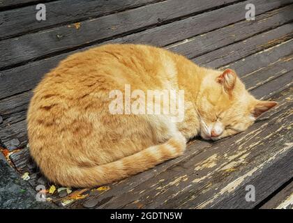 Un joli chat rouge dort sur un vieux banc en bois dans le parc, maudré. Banque D'Images