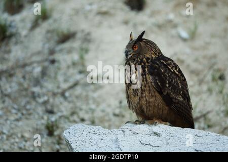 Un grand hibou marron se trouve sur la roche. Bubo Bubo, gros plan. La chouette-aigle eurasienne Banque D'Images