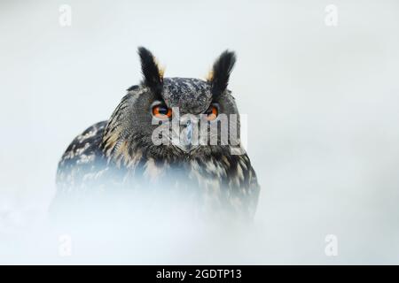 Un grand hibou marron se trouve sur la roche. Bubo Bubo, gros plan. La chouette-aigle eurasienne Banque D'Images