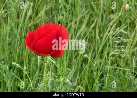 Fleur de pavot rouge dans la prairie Banque D'Images