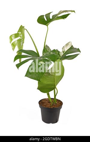 Plante-maison tropicale 'Monstera deliciosa Variagata' avec des feuilles à pois blanches isolées sur fond blanc Banque D'Images