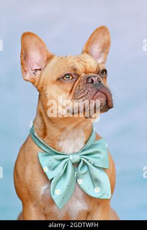 Portrait d'un chien Bulldog français rouge avec ruban autour du cou sur fond bleu Banque D'Images