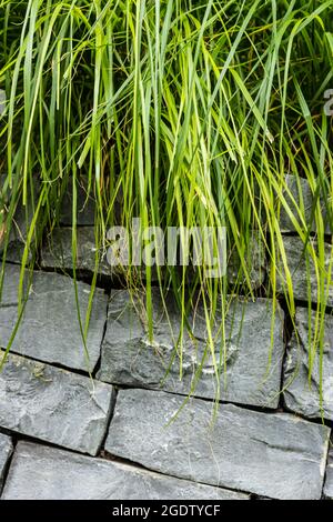 fines herbes et mur de pierre Banque D'Images
