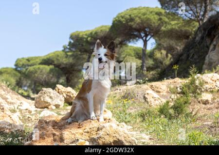 une belle frontière collie dans la nature, parmi les pins et les rochers Banque D'Images