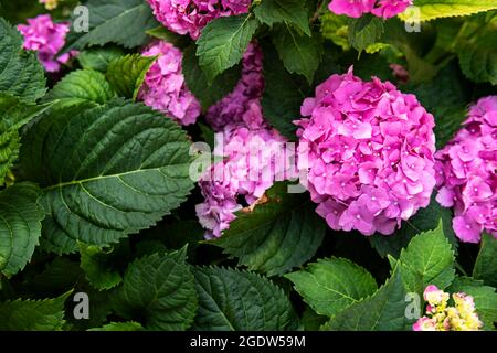 Fleurs d'hortensia rose vif en gros plan. Arbuste Hydrangea macrophylla. Hortensia fond floral. Banque D'Images