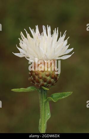 Mauvaise herbe commune - Centaurea nigra - forme blanche inhabituelle Banque D'Images