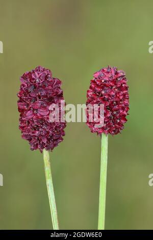 Grand Burnet Sanguisorba officinalis Banque D'Images