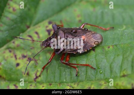 Red-legged Shieldbug Bug Pentatoma rufipes Forêt a.k.a. Banque D'Images