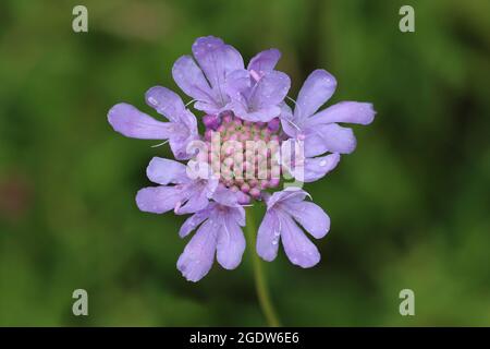Petit Scabious Scabiosa columbaria Banque D'Images