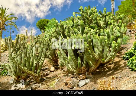 Polaskipe chichichipe est un cactus columnaire, plus communément connu sous le nom de Chichipe originaire du Mexique, à la Oliva, Fuerteventura une des îles Canaries Banque D'Images