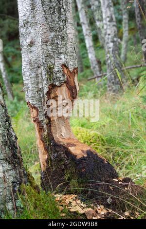 Bouleau rongé par Europan Beaver, Castor Fiber, Inverness, Écosse, îles britanniques, Royaume-Uni Banque D'Images