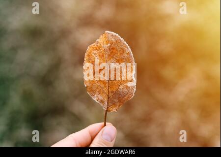 une feuille de pomme rouge orange avec des cristaux de froid blanc dans la main d'une femme contre le fond de l'herbe verte floue dans le jardin sur un Banque D'Images