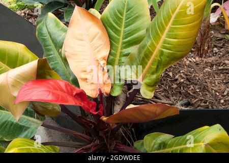 Sydney Australie, feuilles multicolores d'une usine d'or impériale de philodendron Banque D'Images