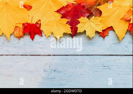 feuilles d'érable d'automne sèches, rouges et jaunes, sur un fond en bois bleu. concept d'automne. flat lay, espace pour le texte Banque D'Images