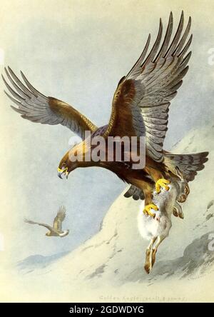 Archibald Thorburn illustration d'oiseau britannique vintage - Golden Eagle Banque D'Images