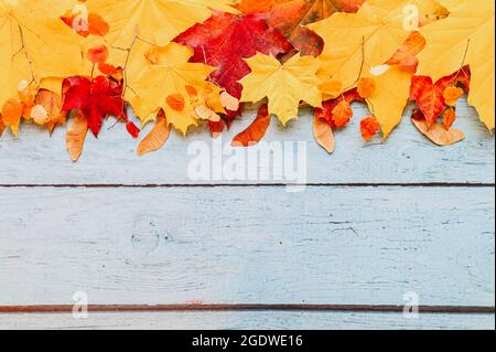 feuilles d'érable d'automne sèches, rouges et jaunes, sur un fond en bois bleu. concept d'automne. flat lay, espace pour le texte Banque D'Images