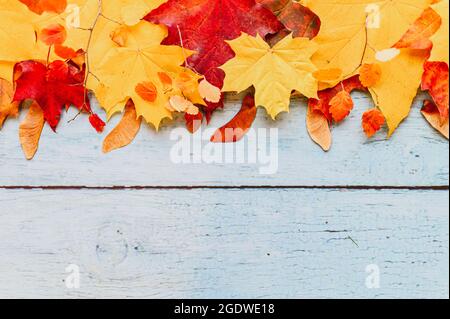 feuilles d'érable d'automne sèches, rouges et jaunes, sur un fond en bois bleu. concept d'automne. flat lay, espace pour le texte Banque D'Images