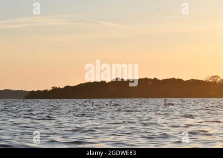 Photo de paysage de cygnes nageant dans un lac pendant le coucher du soleil en été Banque D'Images