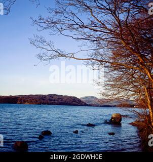 Arbres poussant à côté du rivage de Windermere près de Storrs lors d'un jour d'hiver le Lake District Cumbria Angleterre Banque D'Images