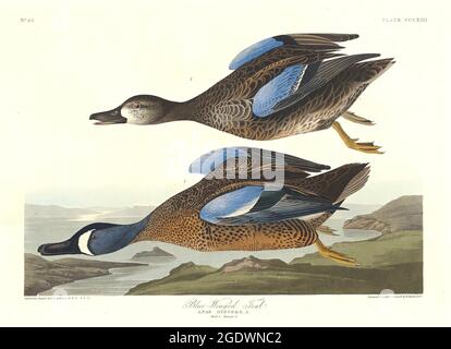 Blue Wingerd Teal - John James Audubon - Anas Discors - 1836 - en vol Banque D'Images