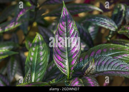 Vue rapprochée du dessus de Strobilanthes auriculatus dyeriana bouclier persan fleur tropicale. Banque D'Images