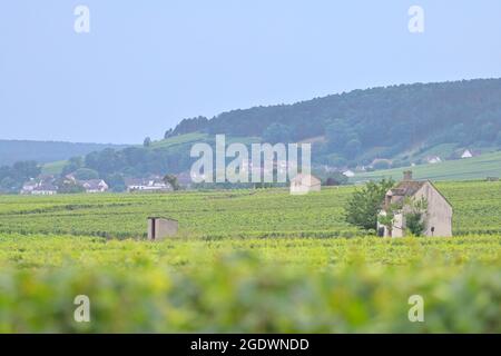 La Côte de Beaune (premier plan) et le vignoble Premier cru, en direction de Pommard, Beaune FR Banque D'Images