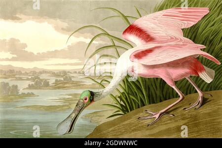 Roseate Spoonbill, par John James Audubon - 1836 - illustrations d'oiseaux d'époque - Banque D'Images