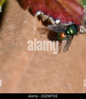 Lucilia sericata approche d'une mouche à pipe, perchée sur une feuille Banque D'Images