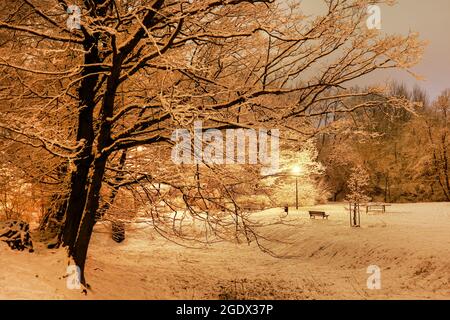 Arbres couverts de neige dans le parc de la ville. Vue de nuit. Hiver Banque D'Images